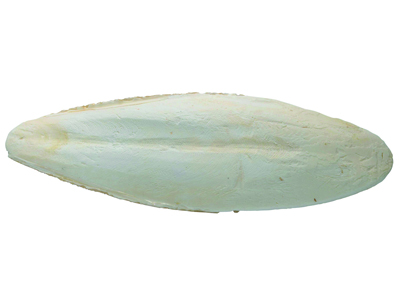 Tintenfischknochen, Länge 200 Mm, Schachtel Mit 6 Stück - Standard Bild - 1