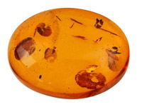 Naturbernstein,-Ovaler-Cabochon-14-X1...